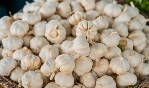 Garlic Export